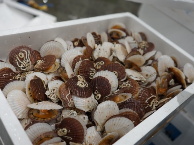 海鮮処 さくら水産