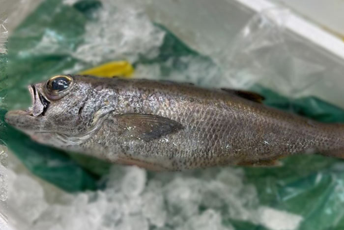 記事 「いま旬！」【鮮魚介メニュー】豊洲市場直送「黒むつ」の豆知識＆ 期間限定！正月特別メニュー人気ランキングのアイキャッチ画像