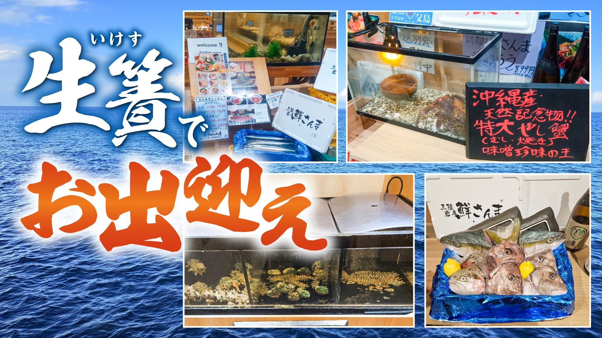 記事 生簀でお出迎えのアイキャッチ画像